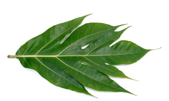 Breadfruit leaf isolated