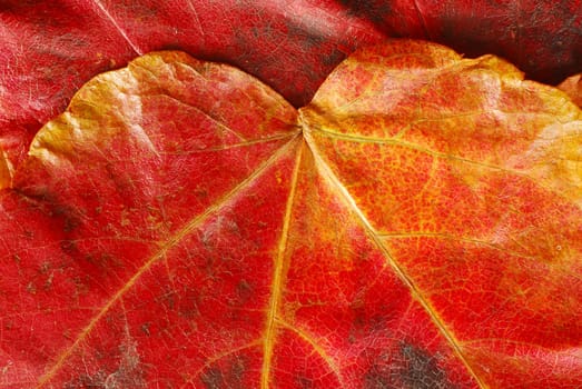 abstract natural red  autumn leaf texture closeup