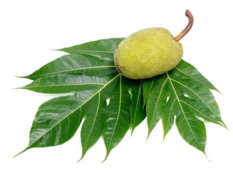 Breadfruit isolated