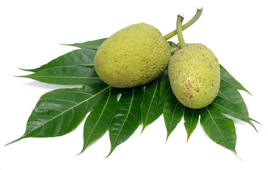 Breadfruit isolated