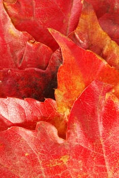 various bright red autumn tree leaves background