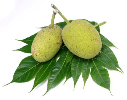 Breadfruit isolated on white background