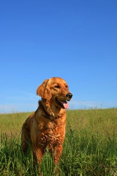 orange golden retriever dog portrait outdoors on green meadow over blue sky