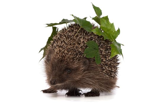 big grey prickly hedgehog looks at me