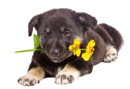 close-up puppy holding flower, isolated on white