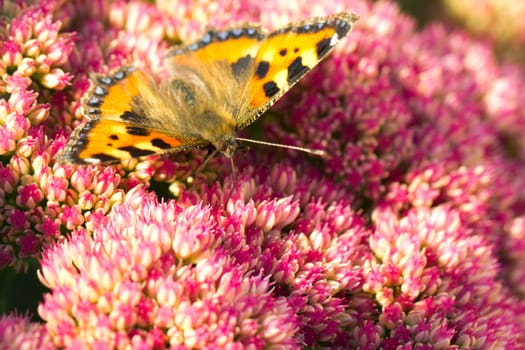 A small Tortoiseshell (Aglais urticae) drinking the nectar of a sedum flower