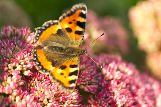 A small Tortoiseshell (Aglais urticae) on a Sedum plant