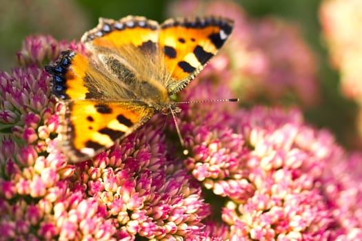 A small Tortoiseshell (Aglais urticae) on a Sedum plant