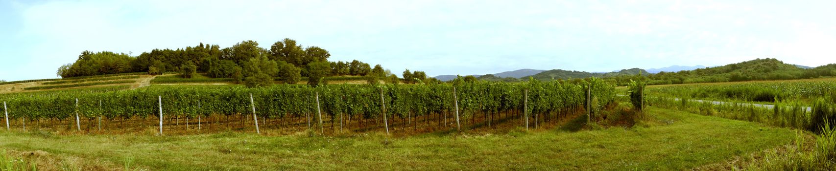 Vineyard panorama with hills on the background. Cornfield on the side.