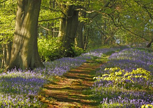 A carpet of bluebells spreads through the woodland at Springtime in Staffordshire England.