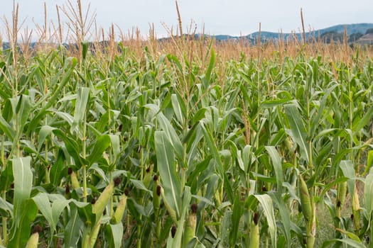 Row of fresh unpicked corn with hills on the background.