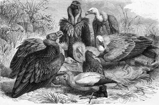 Vultures on engraving from 1890. Engraved by Carl Jahrmargt and published in Meyers Konversations-Lexikon, Germany,1890.