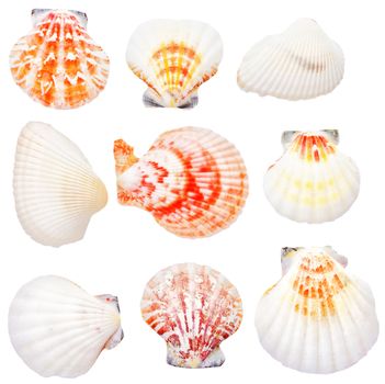 collection of seashells, isolated on white