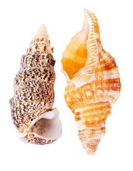 two seashells, isolated on white