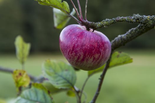 red apple hanging at tree. blurred background