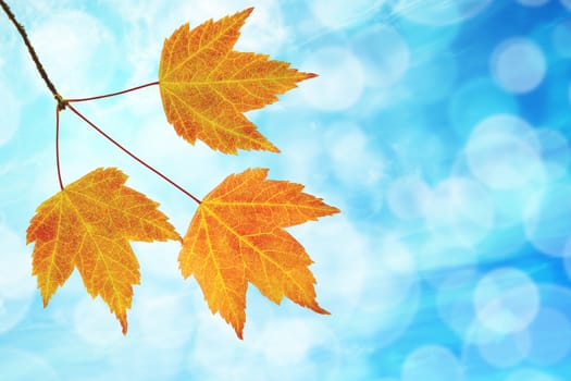 Fall Maple Leaves Trio on Branch on Blue Sky Blurred Background