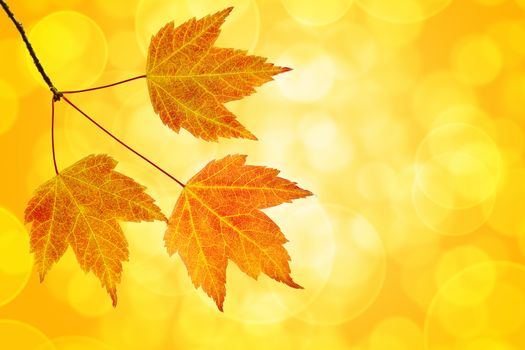 Fall Maple Leaves Trio on Branch on Blurred Defocused Background