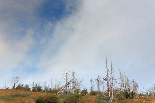 Forest Fire Damage in the San Bernardino National Forest