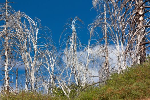 Forest Fire Damage in the San Bernardino National Forest