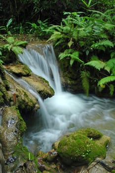 tropical stream