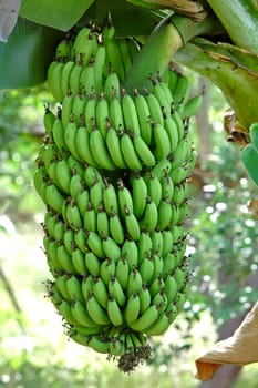 fresh green banana