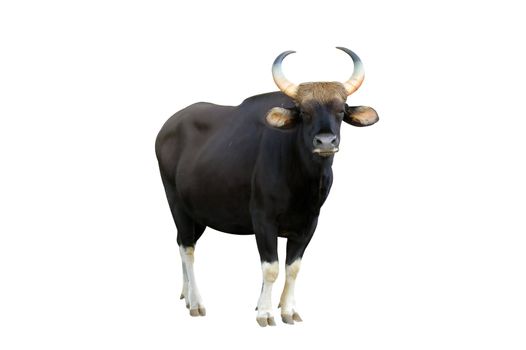 gaur isolated