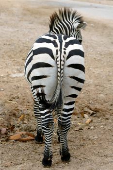 zebra