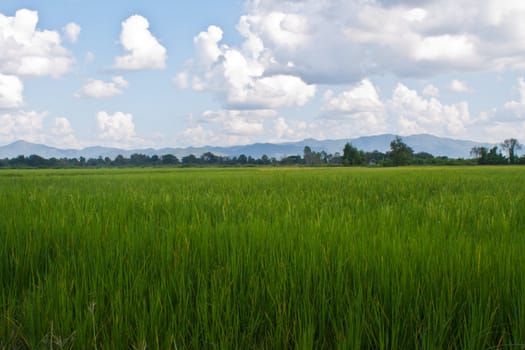 Cloudy skies and green fields of rice, a small, northern Thailand.