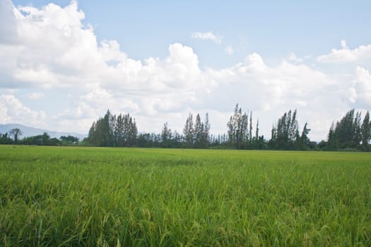Cloudy skies and green fields of rice, a small, northern Thailand.