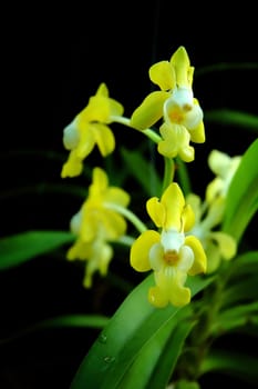 vanda benbonii







baby white tiger