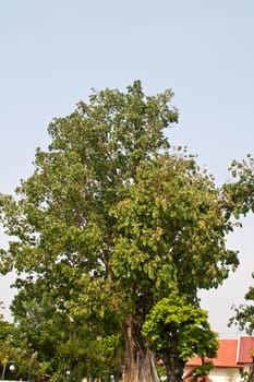 The big bodhi tree. Symbol of Buddhism