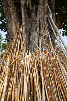 Shore Bodhi tree in Buddhism, chiangmai thailand.