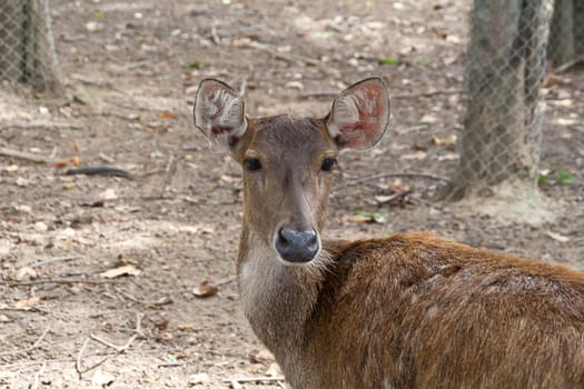 Baby deer brown in the zoo. chiangmai, thailand.