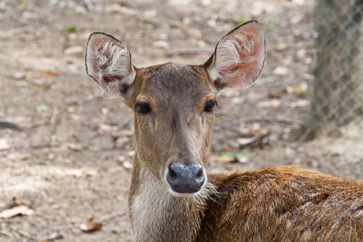 Baby deer brown in the zoo. chiangmai, thailand.