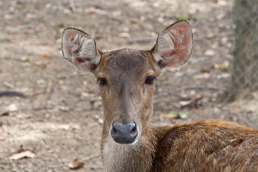 Baby deer brown in the zoo. chiangmai, thailand.