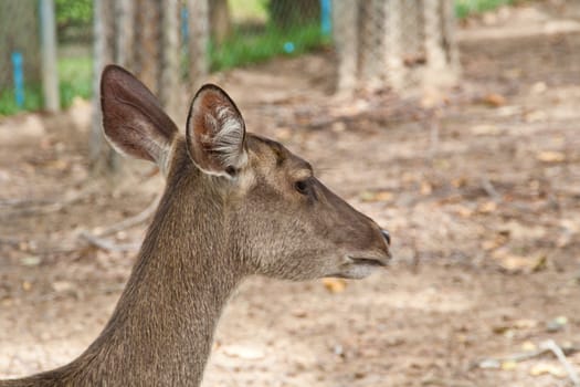 Baby deer brown in the zoo. chiangmai, thailand.