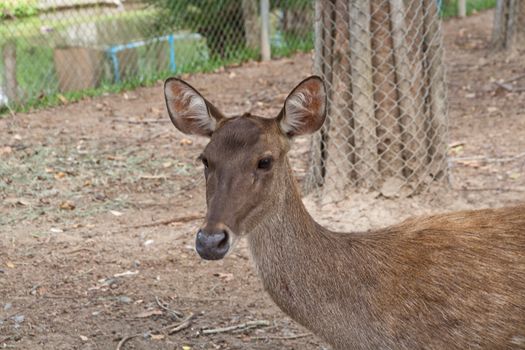 Baby deer brown in the zoo. chiangmai, thailand.