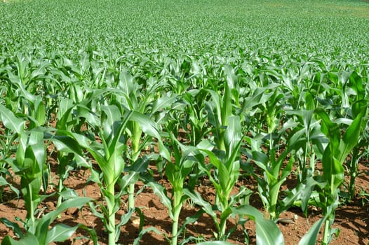 corn field