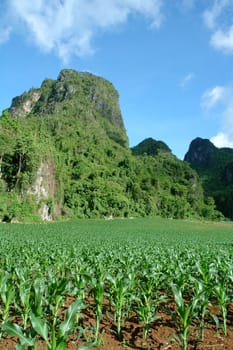 corn field