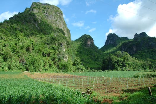 corn field