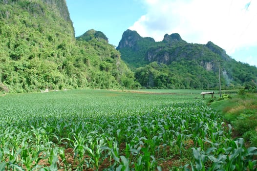 corn field