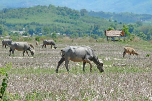 water buffalo