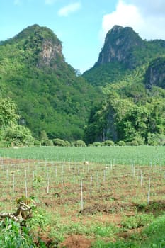 corn field