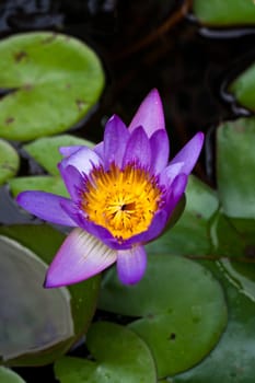 Purple lotus lotus leaf green background.