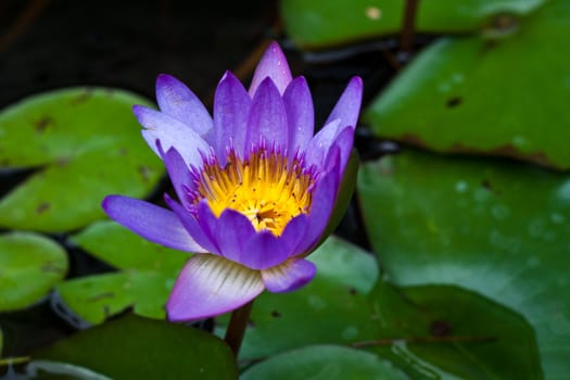 Purple lotus lotus leaf green background.