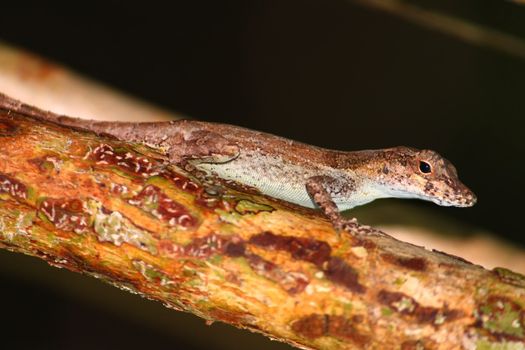 Anoles are a common sight at Guanica State Forest of Puerto Rico.