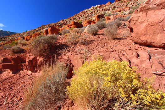 Sparse vegetation grows amongst boulders at Grand Canyon National Park in Arizona.