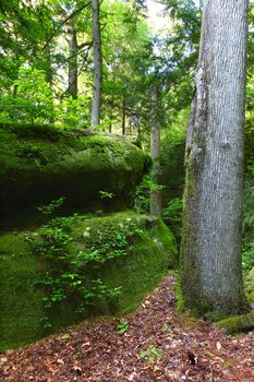 Moss covers a huge boulder in a lush secluded forest of Alabama.