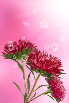 Chrysanthemum on a pink blurred abstract background