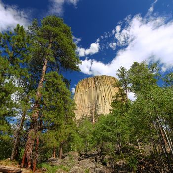 Devils Tower National Monument framed by pine trees in Wyoming.